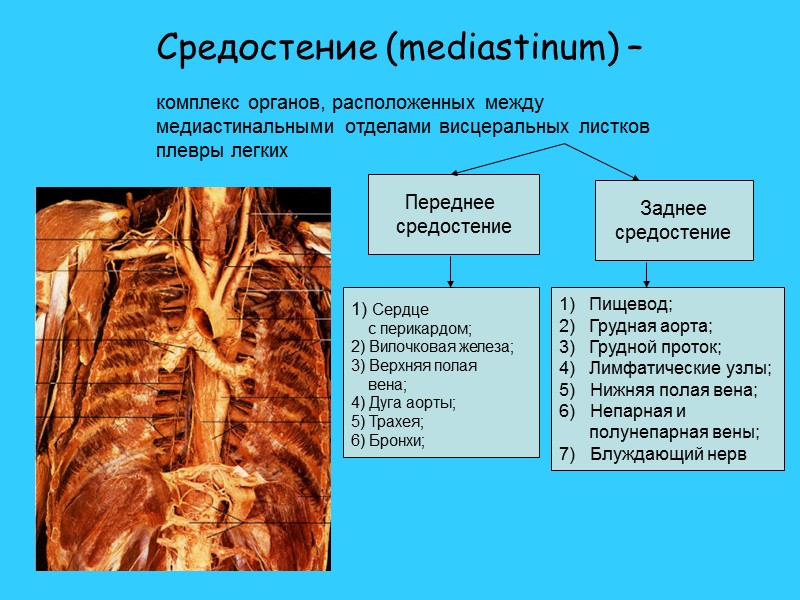 Средостение (mediastinum) –  Переднее  средостение Заднее средостение  1) Сердце  